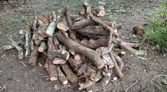 Hoogly: বেআইনিভাবে গাছ কাটার অভিযোগ চুঁচুড়ায়, বিধায়কের তৎপরতায় গ্রেফতার ৫