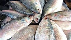 Ilish: বাজারে অমিল পরিণত মাছ, ইলিশ ধরার ক্ষেত্রে আরও ২ মাস নিষেধাজ্ঞা বাড়ানোর ভাবনা মৎস্য দফতরের | Bangla News