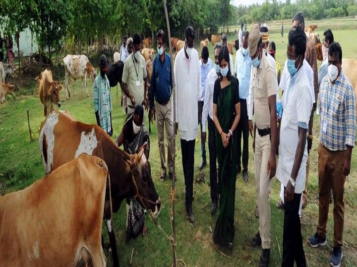 திருவாரூரில் தொடங்கப்பட்ட பசுந்தீவன அபிவிருத்தி திட்டம் - தீவன தட்டுப்பாட்டை குறைக்க உதவுமா?