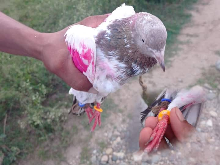 Suspicious pigeon captured near in Jammu Kashmir - Pakistan border இந்தியா வந்த பாகிஸ்தான் புறா... கால்களில் ரகசிய வளையம்; தீவிர விசாரணை!