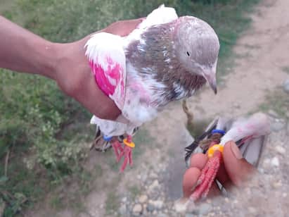 Suspicious pigeon captured near in Jammu Kashmir - Pakistan border இந்தியா வந்த பாகிஸ்தான் புறா... கால்களில் ரகசிய வளையம் தீவிர விசாரணை!