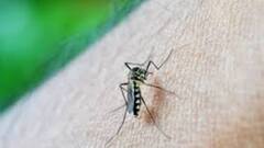 Kolkata: একে করোনায় রক্ষে নেই, এবার কলকাতায় চিন্তা বাড়াচ্ছে মশার নতুন প্রজাতি এডিস ভিট্টেটাস | Bangla News