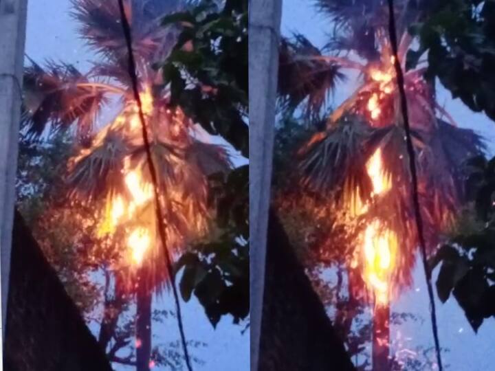 बिहार के अलग-अलग जिलों में वज्रपात से छह लोगों की मौत, भागलपुर में धू-धू कर जला पेड़