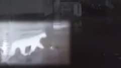 અમરેલીઃ ગ્રામ્ય વિસ્તારમાં ફરી એકવાર સિંહના આંટાફેરાથી ફફડાટ, જુઓ CCTV ફુટેજ