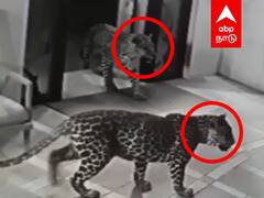 Leopard CCTV Video: கிச்சனை சுற்றிப்பார்த்த சிறுத்தை -- வைரலாகும் வீடியோ