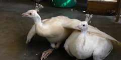 BSF rescued Peacock: চোরাচালানকারীদের হাত থেকে দুটি সাদা ময়ূরকে উদ্ধার করল বিএসএফ
