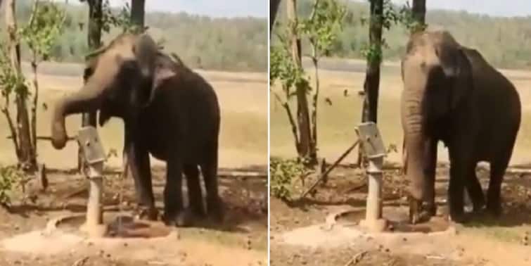 Viral Video: This video of a thirsty elephant will make you emotional too, quench thirst by running a handpump Viral Video: ਪਿਆਸੇ ਹਾਥੀ ਦੀ ਇਹ ਵੀਡੀਓ ਤੁਹਾਨੂੰ ਵੀ ਕਰ ਦੇਵੇਗੀ ਇਮੋਸ਼ਨਲ, ਹੈਂਡਪੰਪ ਚਲਾ ਕੇ ਬੁਝਾਈ ਆਪਣੀ ਪਿਆਸ 