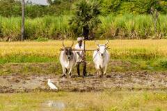 விவசாயிகளுக்கு குஷியோ குஷி... பயிர் காப்பீடு செய்ய விலக்கு- தமிழக அரசு அசத்தல் அறிவிப்பு