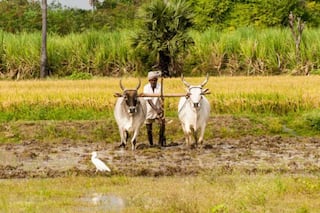 பிரதமரின் கௌரவ நிதித்தொகை பெறும் விவசாயிகள், நில உடைமைகளை பதிவு செய்து பயன்பெறலாம் !