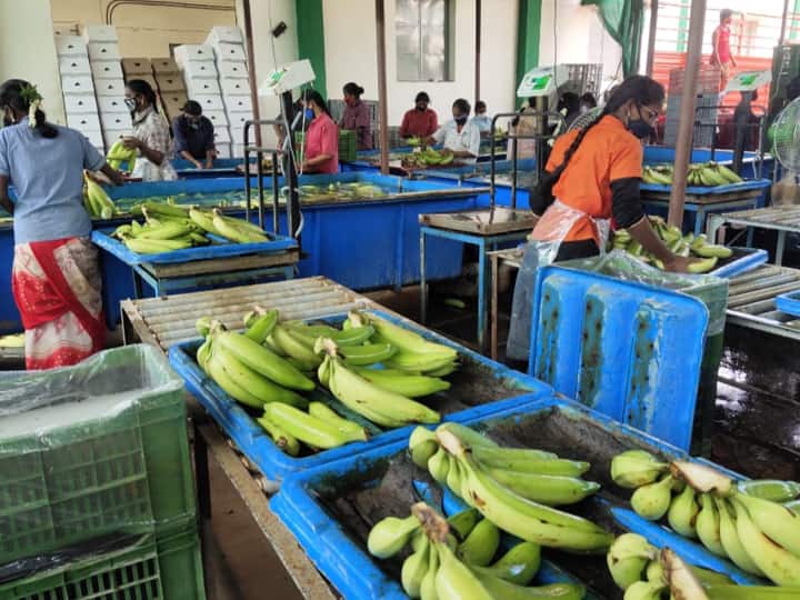 Banana farmers want Theni Valuable Food Production Factory மதிப்புக்கூட்டிய உணவு பொருள்கள் தயாரிக்கும் தொழிற்சாலை வேண்டும் - வாழை விவசாயிகள்  