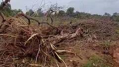 Delhi News: दिल्ली में पिछले 10 सालों में वन क्षेत्र में आयी कमी, जानिए पूरा आंकड़ा