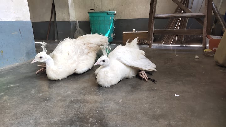 জানা যাচ্ছে, দুটি ময়ূরই সুস্থ রয়েছে।