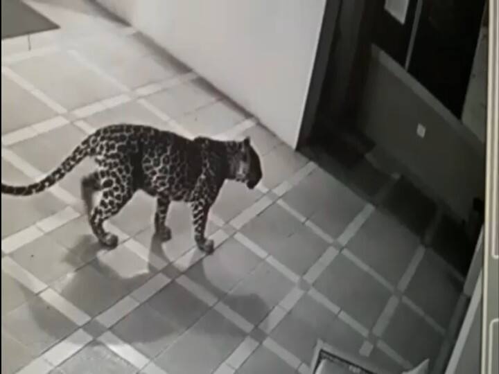 Nilgiris: CCTV footage of leopard looking around the resort goes viral தங்கும் விடுதியை சுற்றிப் பார்த்த சிறுத்தை ; வைரலாகும் சிசிடிவி காட்சிகள்..!