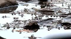 Malaria: উদ্বেগ বাড়াচ্ছে জ্বরহীন ম্যালেরিয়া, কলকাতায় ২ সপ্তাহে আক্রান্ত ১০ শিশু