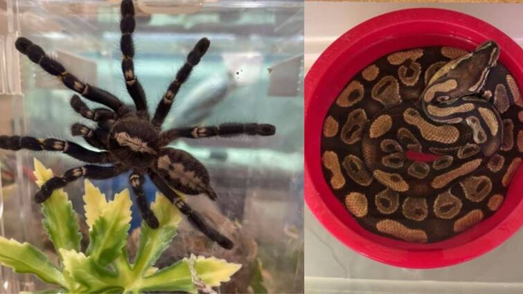 Viral video Landlord finds 19 tarantulas and python after tenant vacates house Viral Video: ভাড়াটের ঘরে ১টি পাইথন, অজস্র বিষাক্ত ট্যারান্টুলা! চক্ষু চড়কগাছ গৃহকর্তার