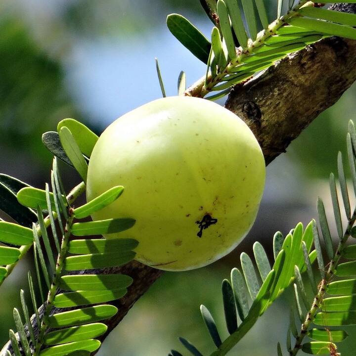 আমলায় রয়েছে অ্যান্টিঅক্সিডেন্ট। শরীরের প্রদাহ কমাতে সাহায্য করে(ছবি সৌজন্যে : Pixabay)