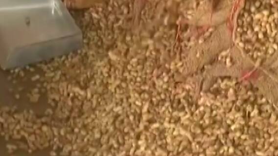 રાજકોટ માર્કેટિંગ યાર્ડમાં નવી મગફળીની હરાજી શરૂ, ખેડૂતોને મળ્યા ઓછા ભાવ