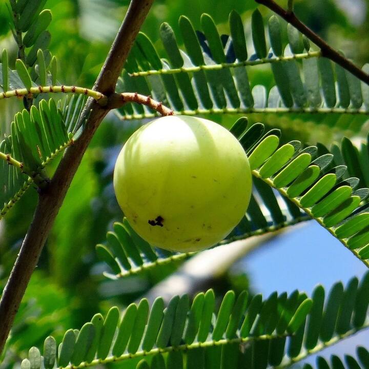 জুস বা হেল্থ ড্রিঙ্কের সঙ্গে আমলা মিশিয়ে খেলে শরীরের পক্ষে উপকারী। হাইপারঅ্যাসিডিটি ও আলসার কমাতে সাহায্য করে।(ছবি সৌজন্যে : Pixabay)