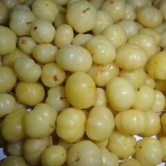 Benefits of Amla : হার্ট ভাল রাখা থেকে শুরু করে হজমে সাহায্য করা, আমলার রয়েছে একাধিক গুণ