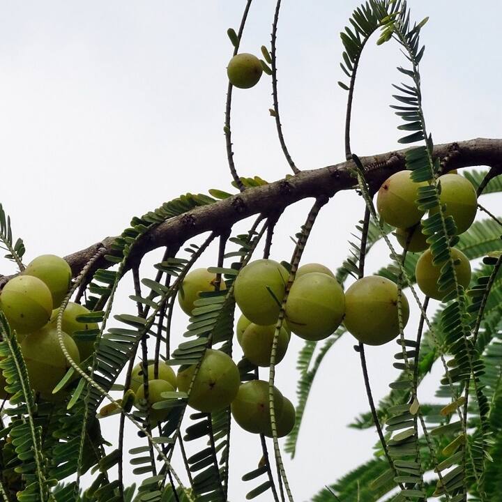 চামড়ার স্বাভাবিক উজ্জ্বলতা ধরে রাখতে সাহায্য করে (ছবি সৌজন্যে : Pixabay)