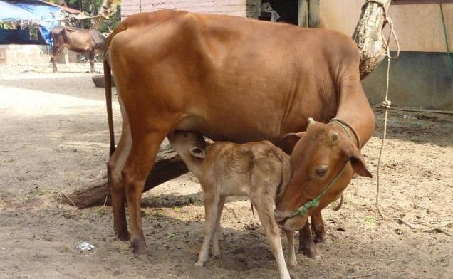 Allahabad HC judge said cow should be declared as India’s national animal ਜੱਜ ਨੇ ਸੁਣਾਇਆ ਫੈਸਲਾ- ਗਾਂ ਇਕਲੌਤਾ ਜਾਨਵਰ ਜੋ ਸਾਹ ਰਾਹੀਂ ਛੱਡਦਾ ਆਕਸੀਜਨ, ਕੌਮੀ ਪਸ਼ੂ ਐਲਾਣਨ ਦਾ ਦਿੱਤਾ ਵਿਚਾਰ 