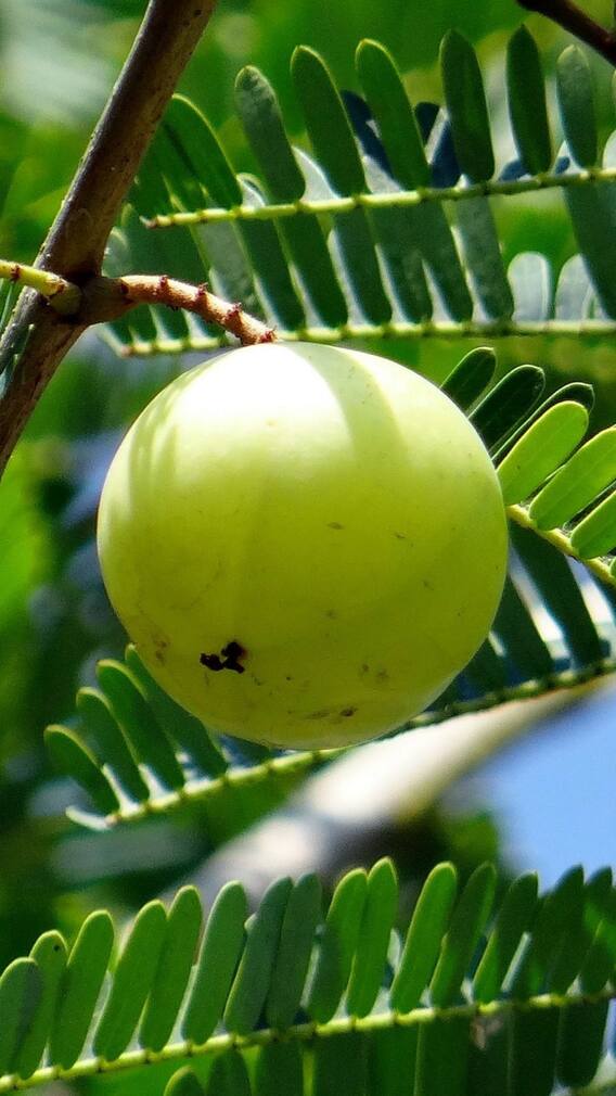 আমলার উপকারিতা