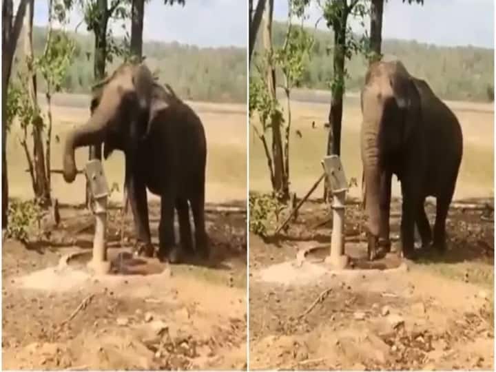 Viral Video: प्यासे हाथी का ये वीडियो आपको इमोशनल कर देगा, हैंडपंप चलाकर बुझाई अपनी प्यास