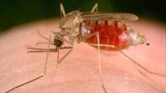 Malaria: করোনাকালে উদ্বেগ বাড়াচ্ছে ম্যালেরিয়া | Bangla News