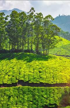 Gen Bipin Rawat's Death: Ground Report from the crash site | Search operation underway