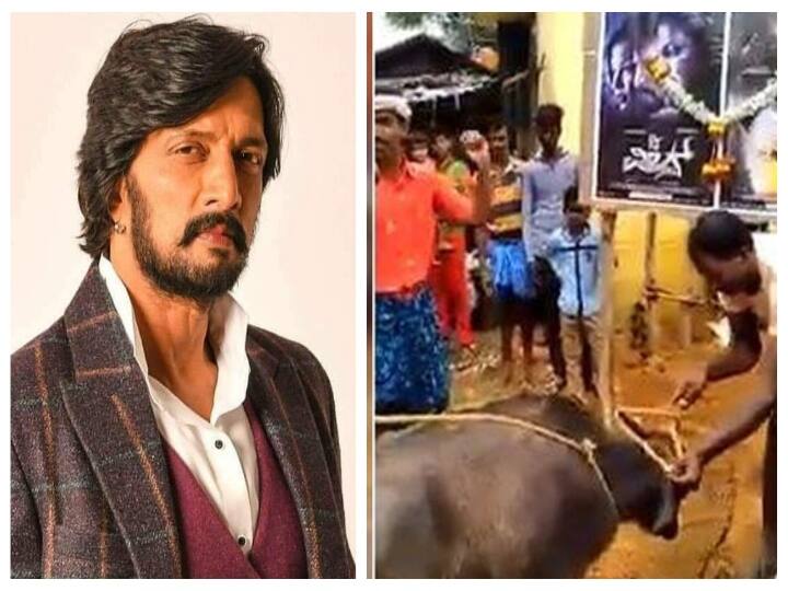 case filed against sudeep kiccha fans for killing buffallo எருமையை பலி கொடுத்து கிச்சா சுதீப் பிறந்த நாள் கொண்டாட்டம்: 25 பேர் மீது வழக்குப் பதிவு!