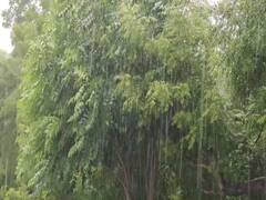 Ratnagiri Rain : रत्नागिरीत सर्वत्र मुसळधार, पुराच्या भीतीने नागरिकांची झोप उडाली ABP Majha