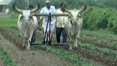 વરસાદની ઘટને કારણે ખરીફ પાકના વાવેતરમાં કેટલો નોંધાયો ઘટાડો?,જુઓ ગુજરાતી ન્યૂઝ