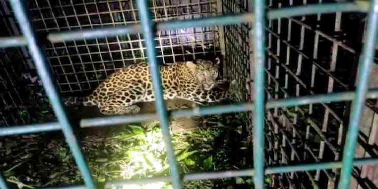 an adult leopard captured by forest department in Jalpaiguri sent to Lataguri Nature Observatory Jalpaiguri: বন দফতরের ফাঁদে বন্দি পূর্ণবয়স্ক চিতাবাঘ, পাঠানো হল লাটাগুড়ি প্রকৃতি পর্যবেক্ষণ কেন্দ্রে