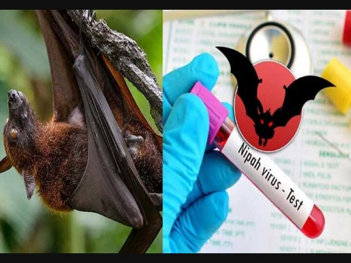 Kerala: 12 year boy died for nipah virus infection in Kozhikode what you have to know about nipah Nipah Virus: நிபா வைரஸ் எப்படி பரவும்? நிபா பற்றி நீங்கள் அறிந்துகொள்ள வேண்டியவை என்ன?