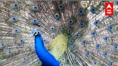 नाच रे मोरा... सोलापुरातील केगाव परिसरात पिसारा फुलवत मोर नाचला, विहंगम दृश्य