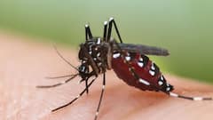 Dengue: কলকাতায় ৩ এলাকায় বাড়ছে ডেঙ্গি, পুরসভাকে সতর্ক করল স্বাস্থ্য দফতর | Bangla News