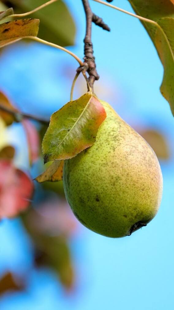 রোজ একটা করে ন্যাশপাতি খান, রয়েছে প্রচুর পুষ্টিগুণ
