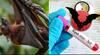 Nipah Virus: కేరళలో 'నిఫా' వైరస్ రిటర్న్స్.. 12 ఏళ్ల బాలుడు మృతి