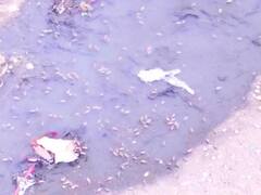 Firozabad: आ गया मच्छरों का यमराज! स्वास्थ्य विभाग की अनूठी पहल, डेंगू का लार्वा चट कर जाएंगी ये मछलियां