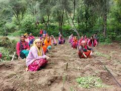 Rudraprayag: पलायन रोकने की पहल, महिलाएं कर रही डेंडेलियान और रोजमेरी पौधों का रोपण