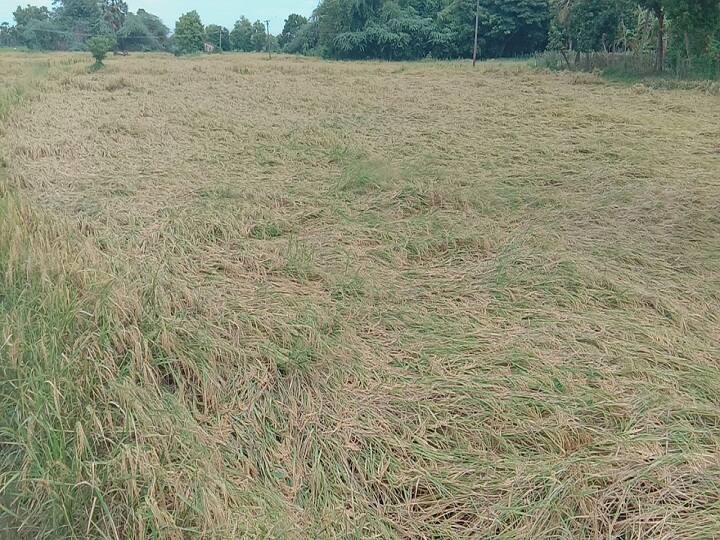 thiruvarur district  heavy rain paddy damage திருவாரூரில் கன மழையால் 500 ஏக்கர் குறுவை நெல் பயிர்கள் நாசம்!
