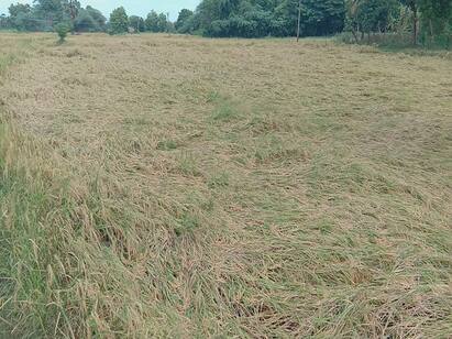 thiruvarur district heavy rain paddy damage திருவாரூரில் கன மழையால் 500 ஏக்கர் குறுவை நெல் பயிர்கள் நாசம்!