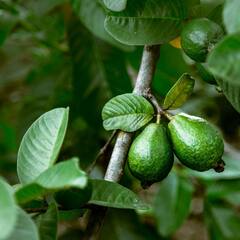 Guava Benefits: প্রস্টেট ক্যানসারের ঝুঁকি কমায়, পেয়ারার আর কী গুণ রয়েছে ?