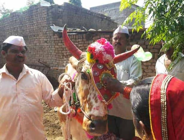 Bail Pola 2023 Latur district administration imposed restrictions on bail pola procession of bullock amid Lumpy Skin Disease Latur News :  लातूरकरांनो बैल पोळ्याचा सण साजरा करताय? त्याआधी जाणून घ्या प्रशासनाचे निर्बंध