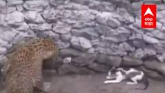 Nashik : मांजरीचा पाठलाग करताना बिबट्या विहिरीत पडला, थरार कॅमेऱ्यात कैद ABP Majha