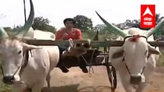 सर्जा-राजा पुन्हा कधी धावणार? बैलगाडा शर्यतीवरच्या बंदीने काय साधलं? सर्जा-राजाची कथा आणि व्यथा