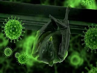 Nipah Virus Kerala: ''நதியினில் வெள்ளம்.. கரையினில் நெருப்பு..'' நிபாவும்.. கொரோனாவும்.. கேரளாவும்!