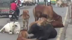 નવસારીમાં રખડતા ઢોરોનો ત્રાસ, અવાર-નવાર થાય છે અકસ્માત