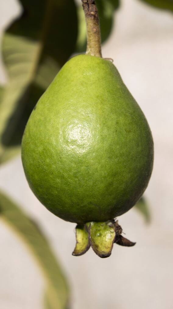 পেয়ারার উপকারিতা