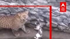 Nashik नाशिकमध्ये बिबट्याचा नागरिकांवर हल्ला, सातारा, संगमनेर, चाफळ, सावंतवाडीमध्येही बिबट्याची दहशत